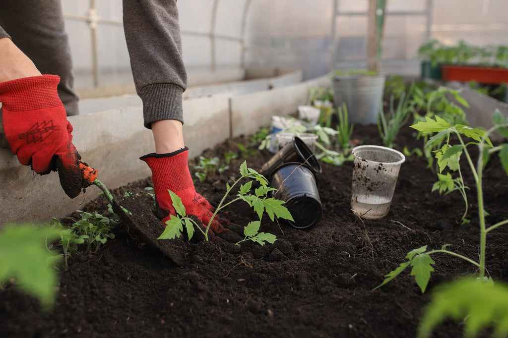 Experience the Joy of Green Living – Start Gardening Today!